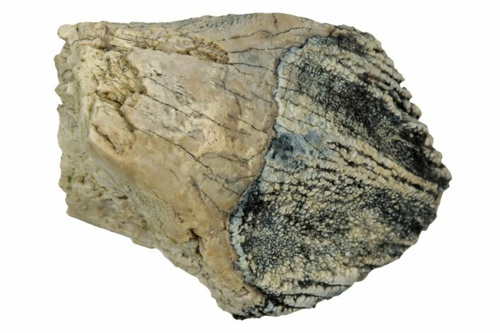 Fossil Juvenile Dinosaur (Triceratops) Tooth - Montana #339885